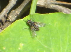 Diptera