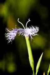 Dianthus superbus superbus