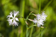 Dianthus superbus superbus