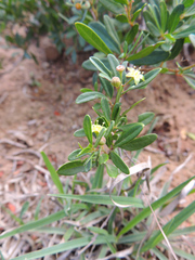 Rhoicissus digitata