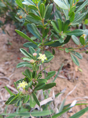 Rhoicissus digitata