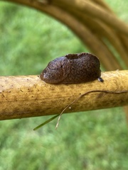Tandonia sowerbyi