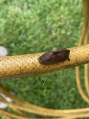 Tandonia sowerbyi
