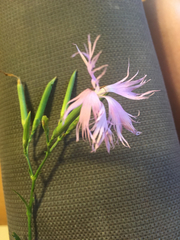 Dianthus superbus