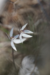 Caladenia saccharata