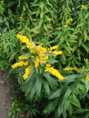 Solidago gigantea