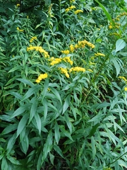 Solidago gigantea