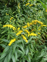Solidago gigantea