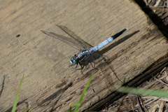 Orthetrum albistylum