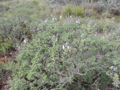 Ocimum burchellianum