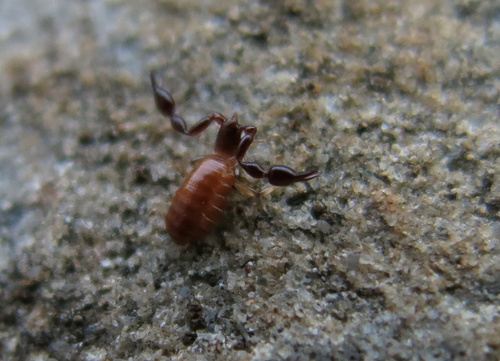 Olpiidae