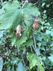 Molipteryx hardwickii