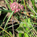 Helichrysum griseum - Photo (c) graham_g,  זכויות יוצרים חלקיות (CC BY-NC)