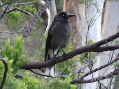 Strepera versicolor melanoptera