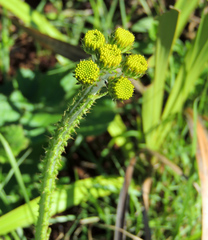 Berkheya umbellata