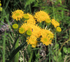 Berkheya umbellata