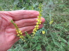 Melilotus suaveolens