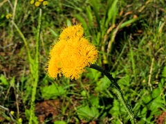 Berkheya umbellata