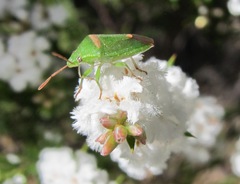 Ocirrhoe unimaculata