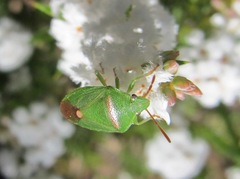 Ocirrhoe unimaculata