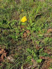 Berkheya umbellata
