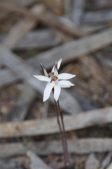 Caladenia saccharata