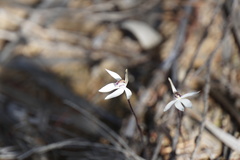 Caladenia saccharata