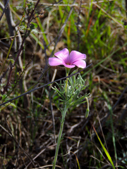 Oxalis bifurca