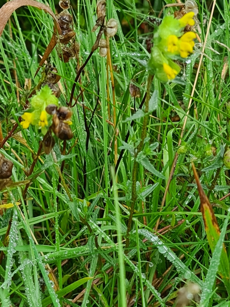 Yellow Rattle Cross Section Yellow Rattle from Roscows Barn/Coal Pit Rd, Bolton BL1 7PD, UK on 18 ...