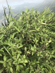 Kadua