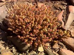 Crassula rupestris rupestris
