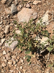 Aizoon mezianum