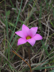 Romulea autumnalis