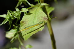 Ceriagrion melanurum