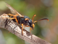 Ancistrocerus kerneri