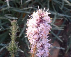 Isopogon asper
