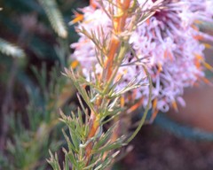 Isopogon asper