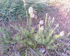 Isopogon asper