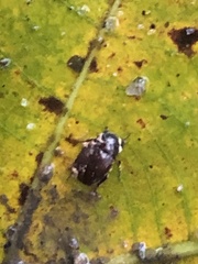 Coleoptera