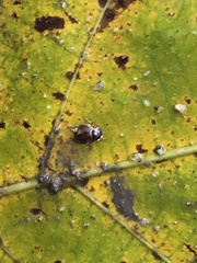 Coleoptera