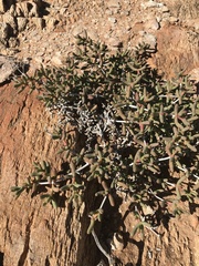 Eberlanzia cyathiformis