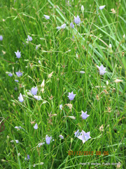 Wahlenbergia krebsii krebsii