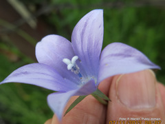 Wahlenbergia krebsii krebsii
