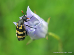 Wahlenbergia krebsii krebsii