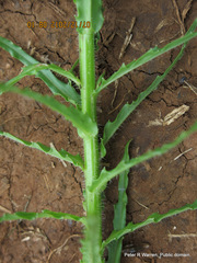 Wahlenbergia krebsii krebsii