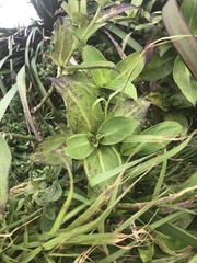 Kadua