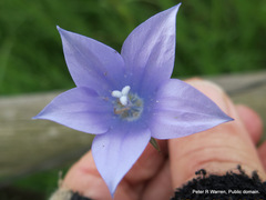 Wahlenbergia krebsii krebsii