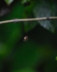 Araneae