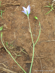 Wahlenbergia krebsii krebsii