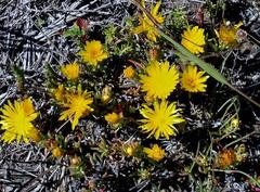 Lampranthus fergusoniae
